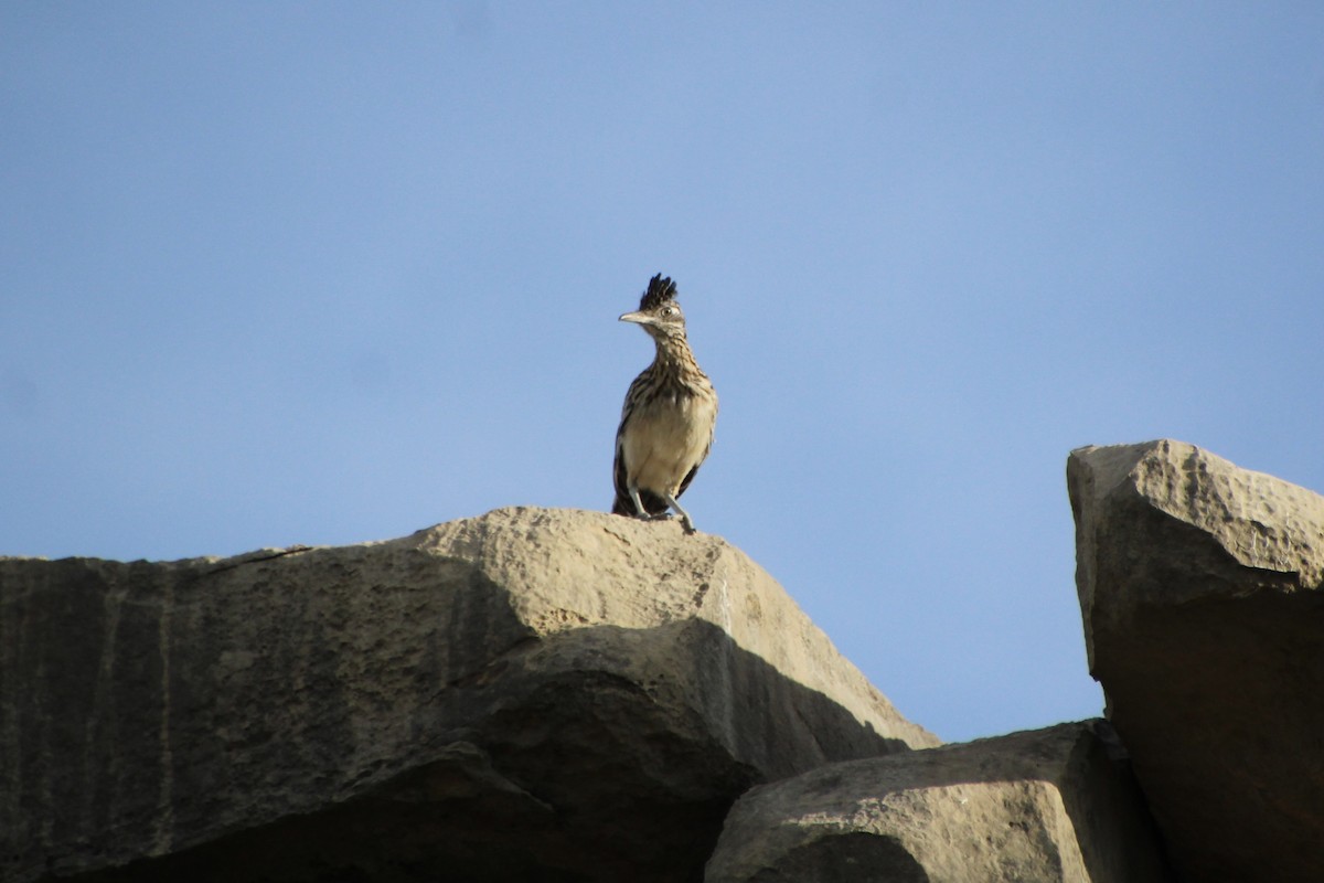 Greater Roadrunner - ML643521785