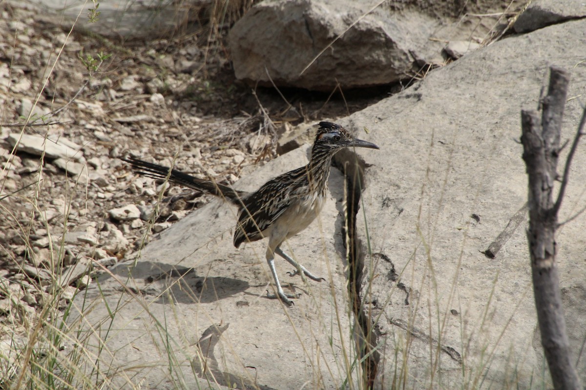 Greater Roadrunner - ML643521788