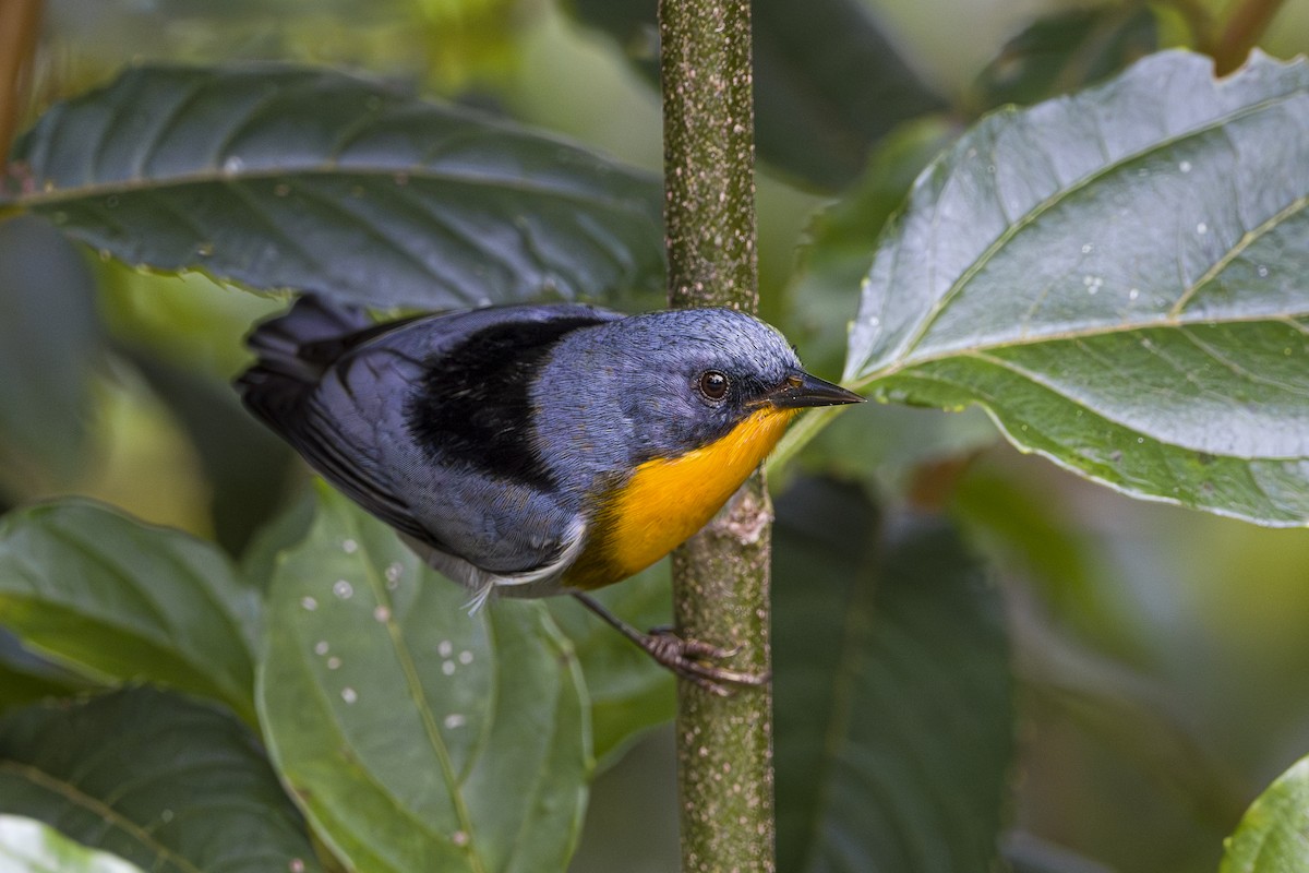 Flame-throated Warbler - ML643521790