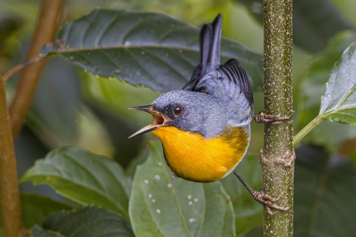 Flame-throated Warbler - ML643521791