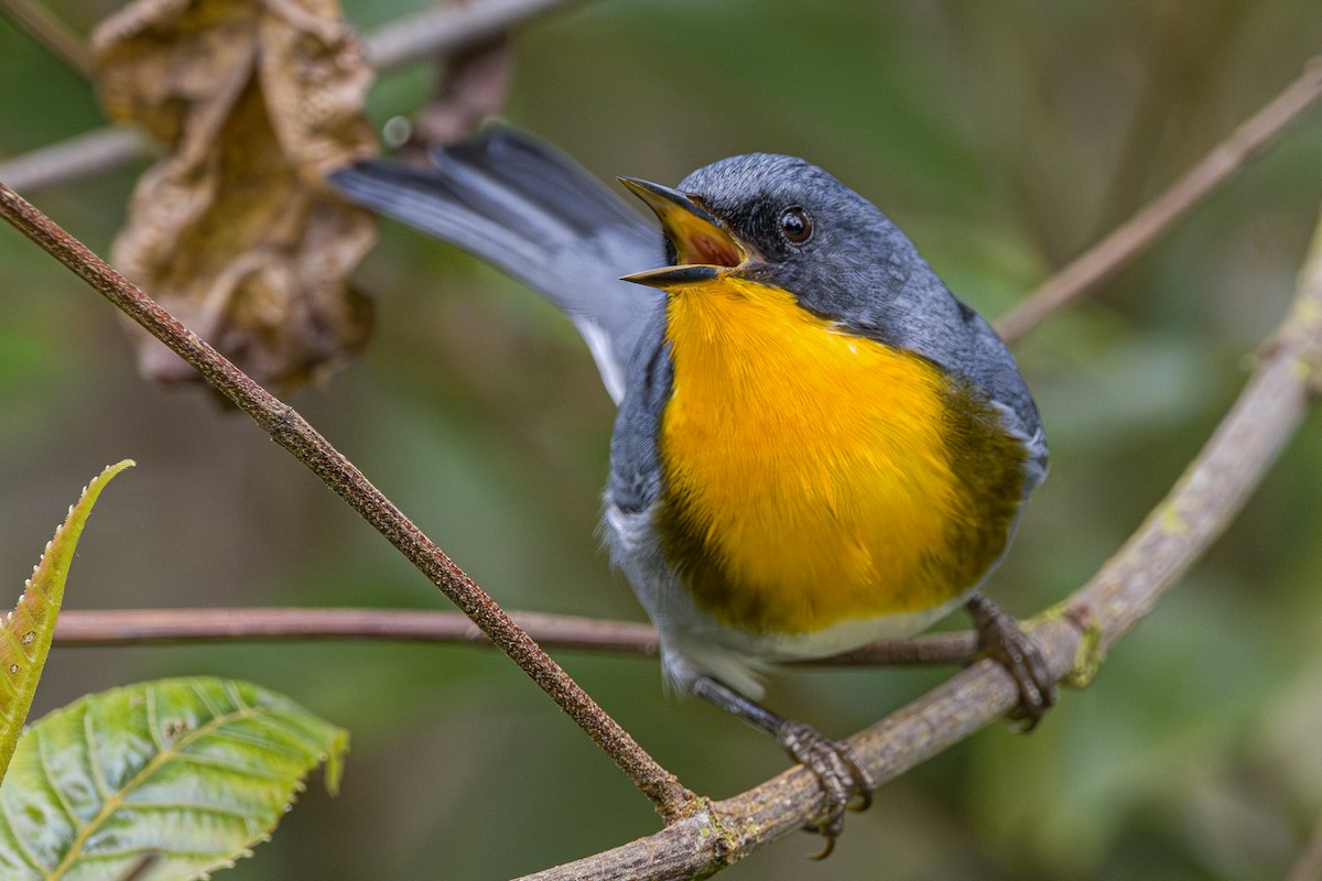 Flame-throated Warbler - ML643521792
