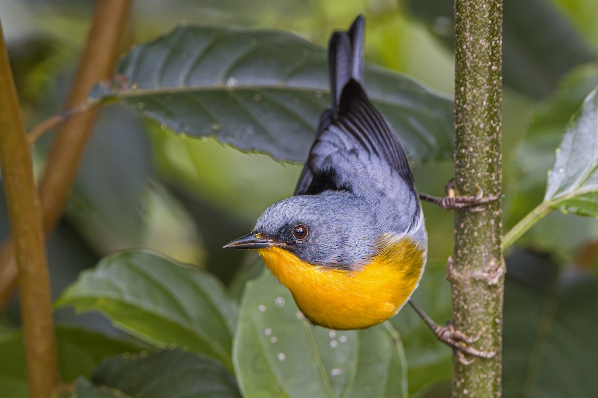 Flame-throated Warbler - ML643521793