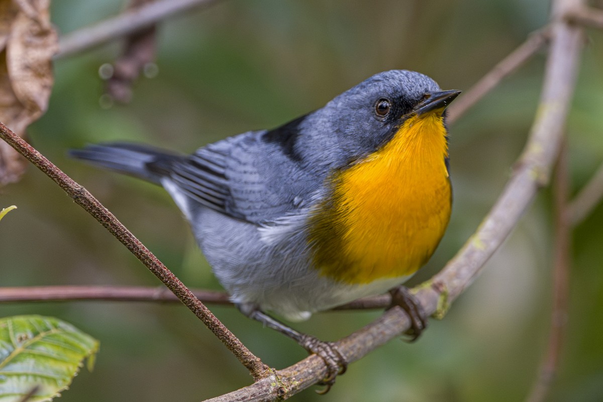 Flame-throated Warbler - ML643521794