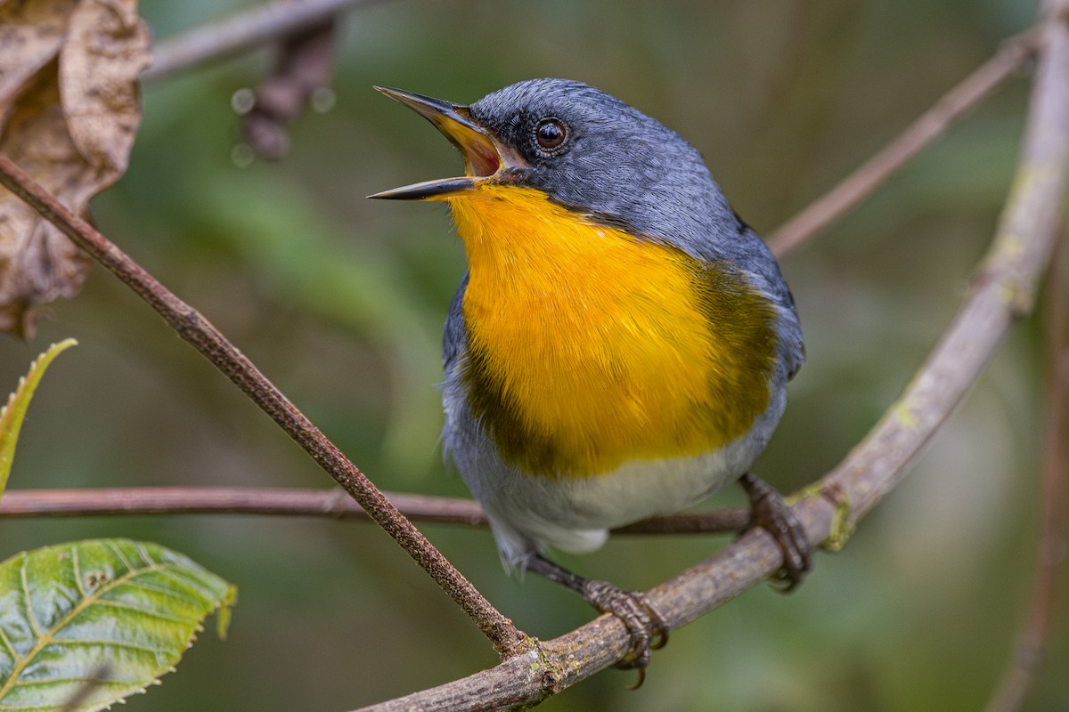Flame-throated Warbler - ML643521795
