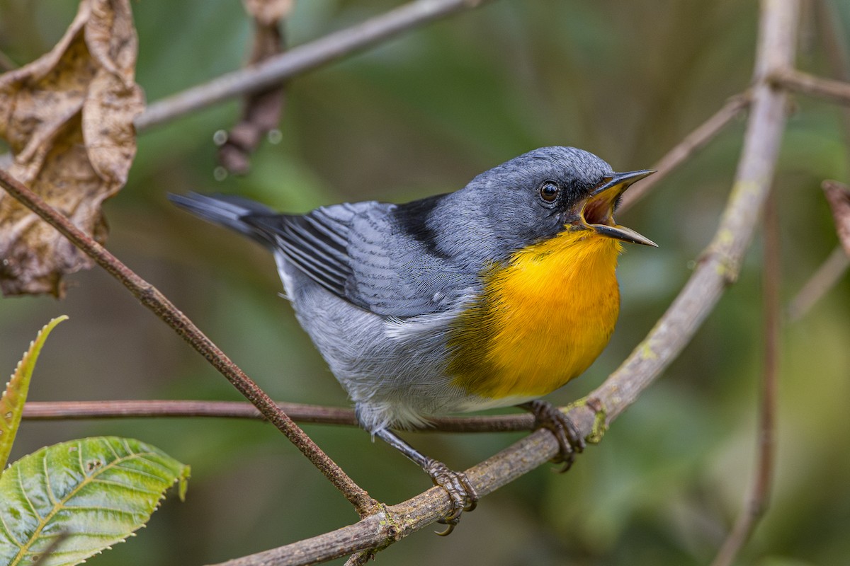 Flame-throated Warbler - ML643521796