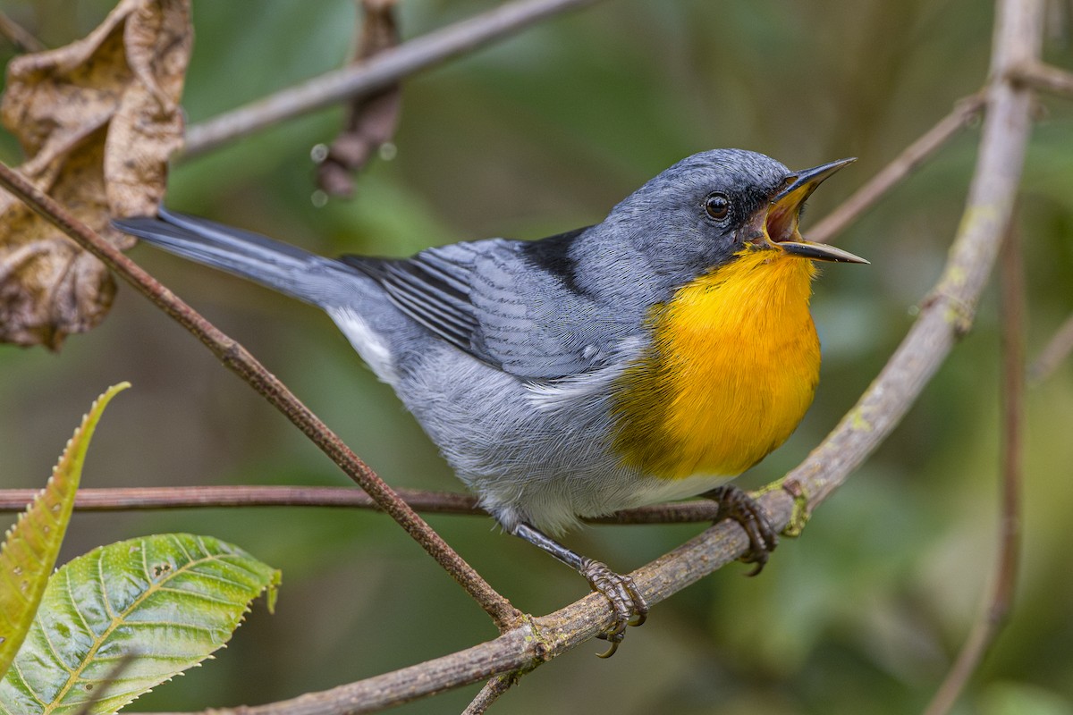 Flame-throated Warbler - ML643521797