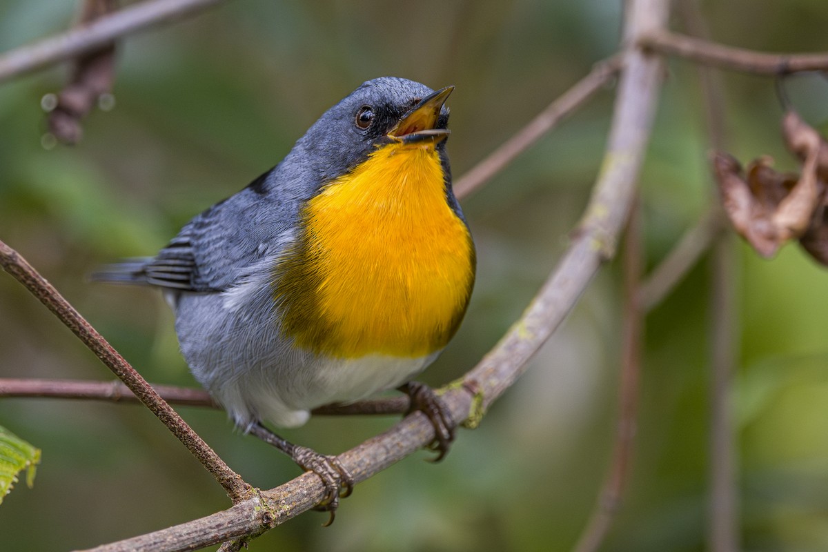 Flame-throated Warbler - ML643521798