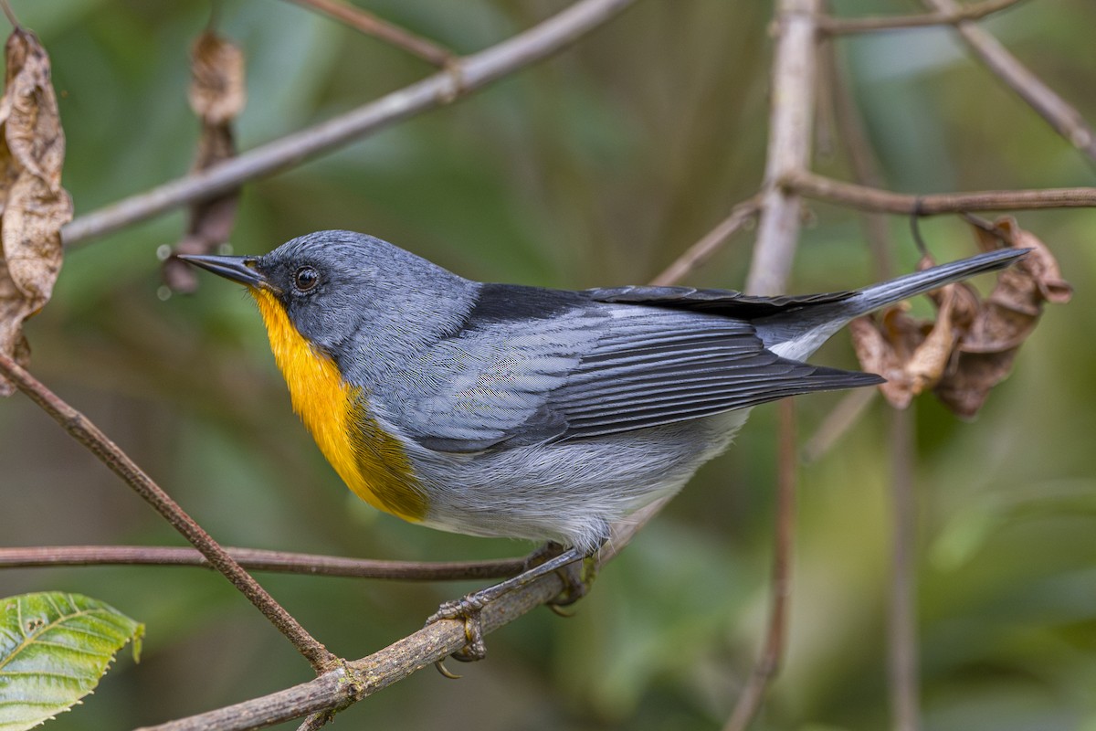 Flame-throated Warbler - ML643521800