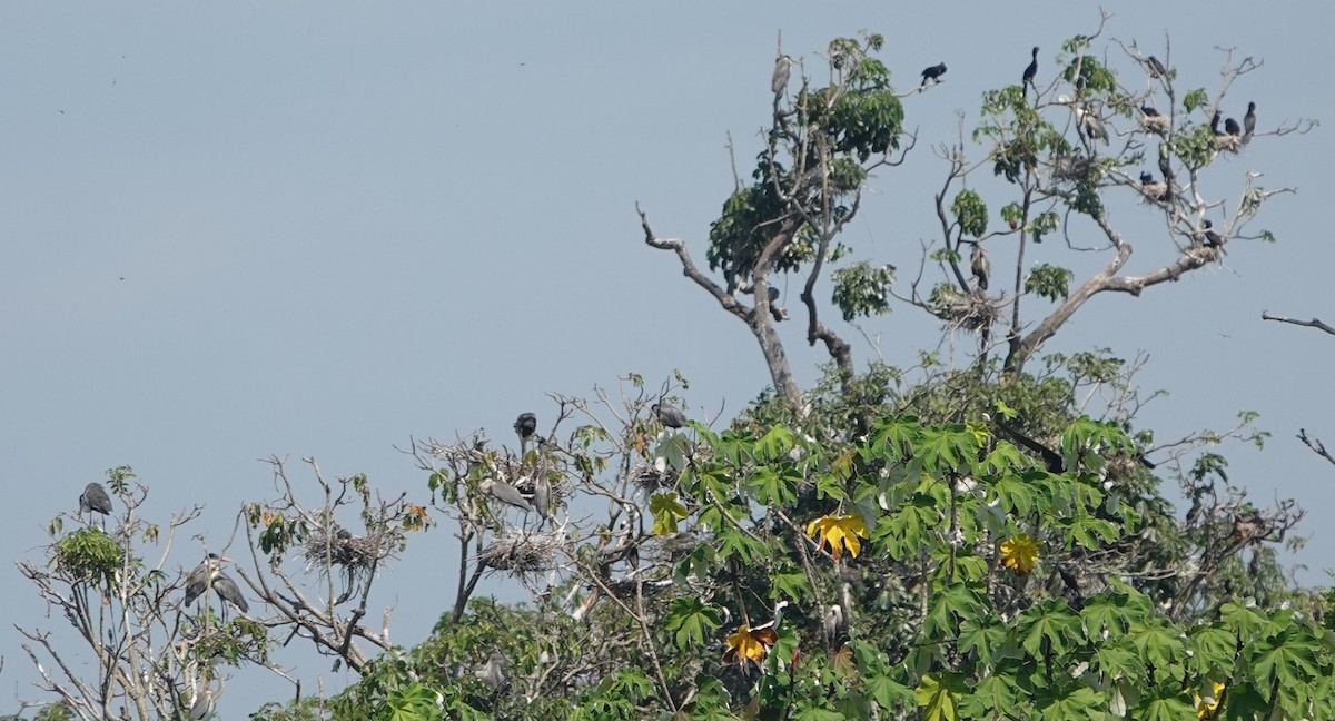Cocoi Heron - ML643521801