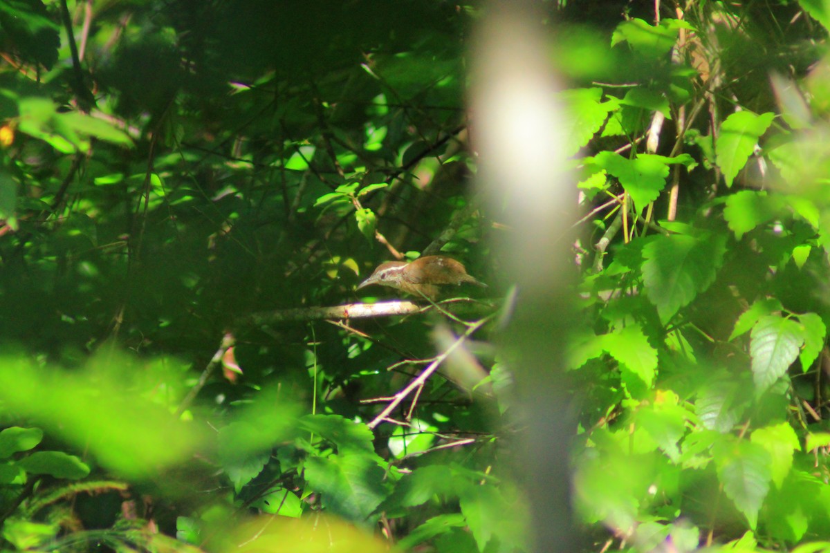 Spot-breasted Wren - ML643521802