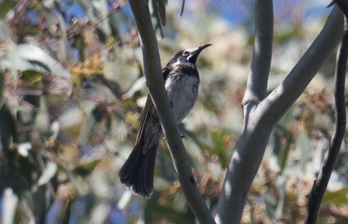 White-fronted Honeyeater - ML643521803