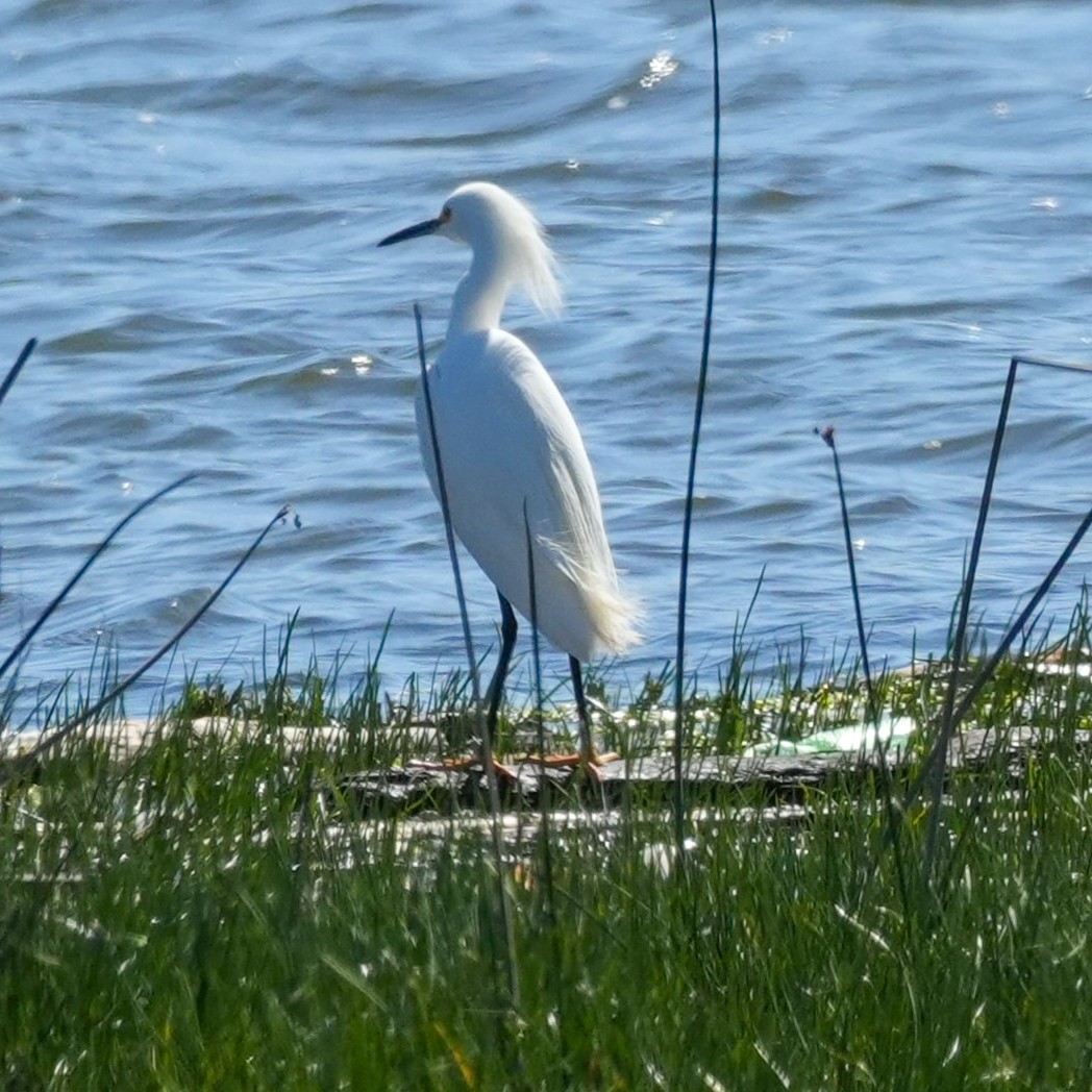 Snowy Egret - ML643521806