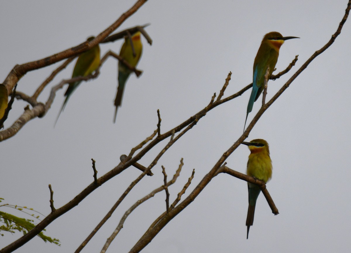 Blue-tailed Bee-eater - ML643521807