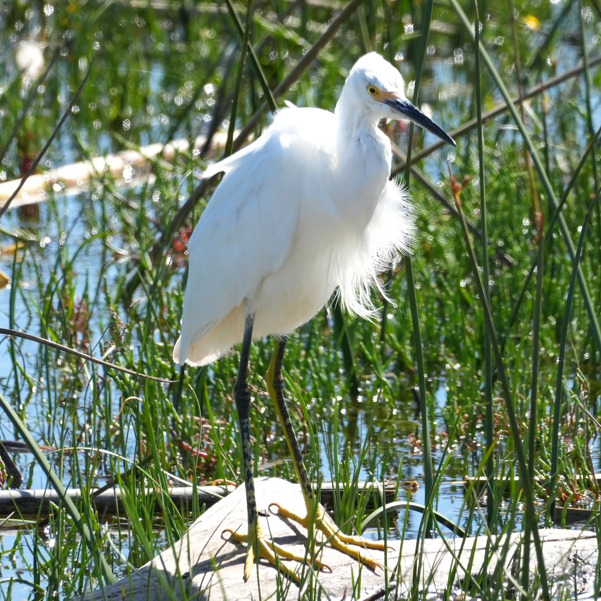 Snowy Egret - ML643521809