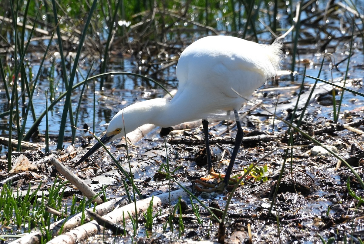 Snowy Egret - ML643521810
