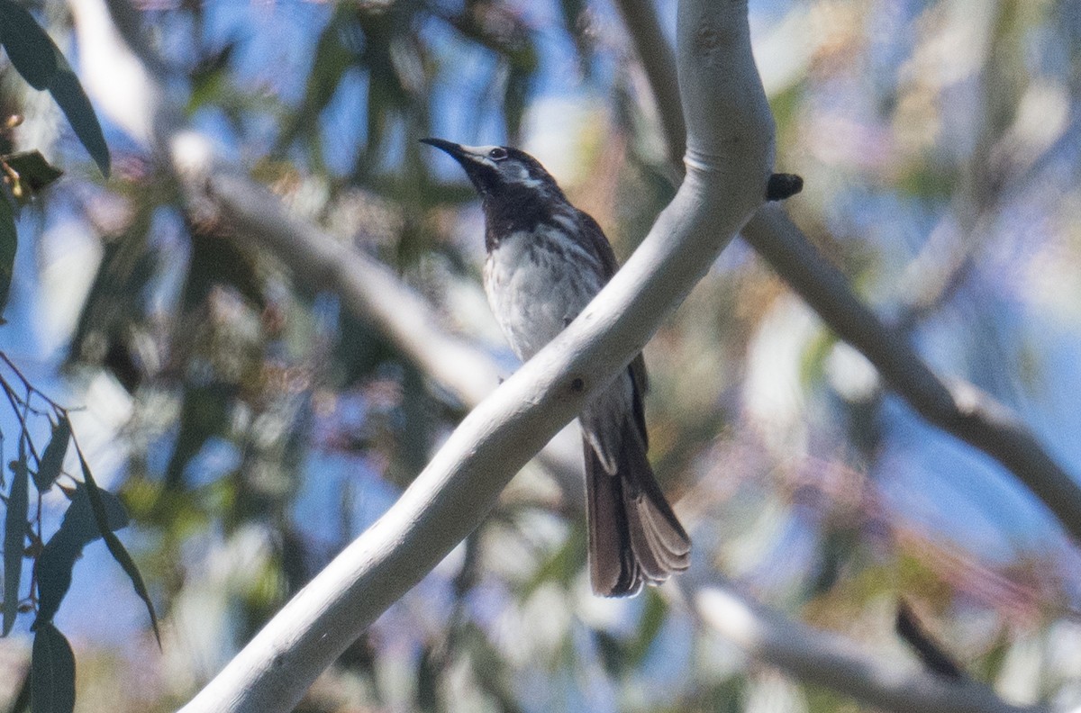 White-fronted Honeyeater - ML643521818
