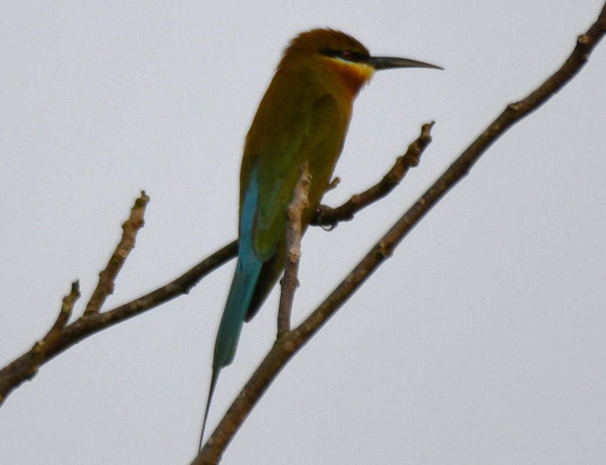 Blue-tailed Bee-eater - ML643521827