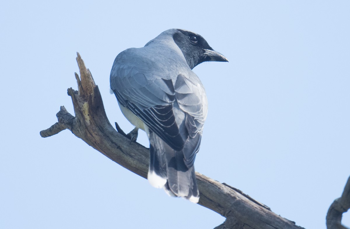 Black-faced Cuckooshrike - ML643521836