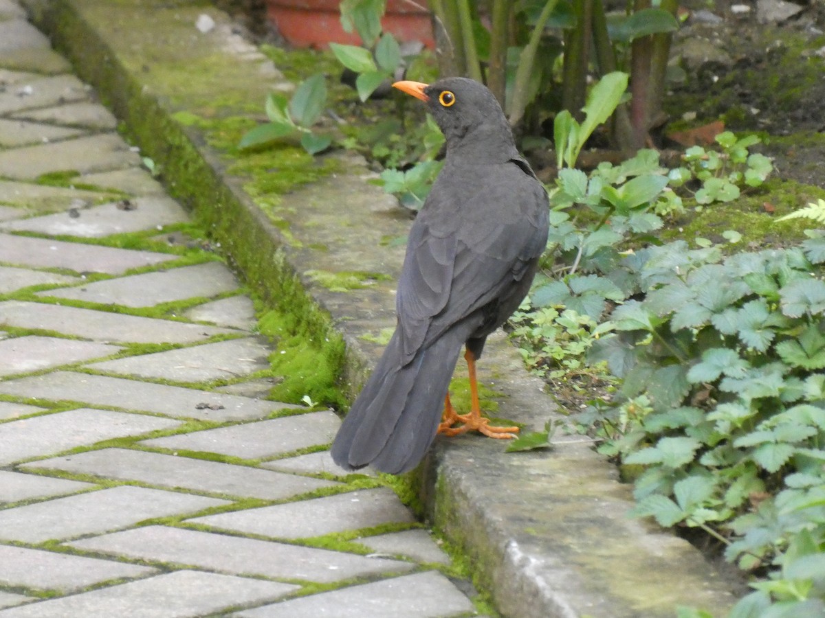 Glossy-black Thrush - ML643521851