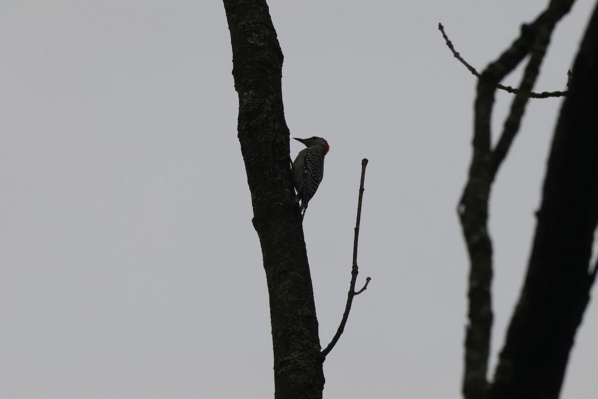 Red-bellied Woodpecker - ML643521855