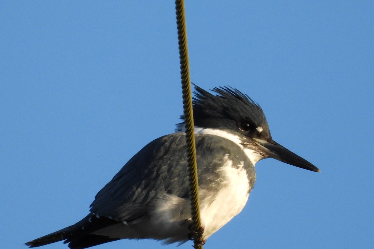 Belted Kingfisher - ML643521856