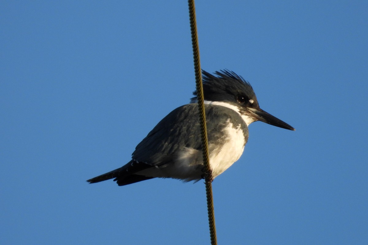 Belted Kingfisher - ML643521857
