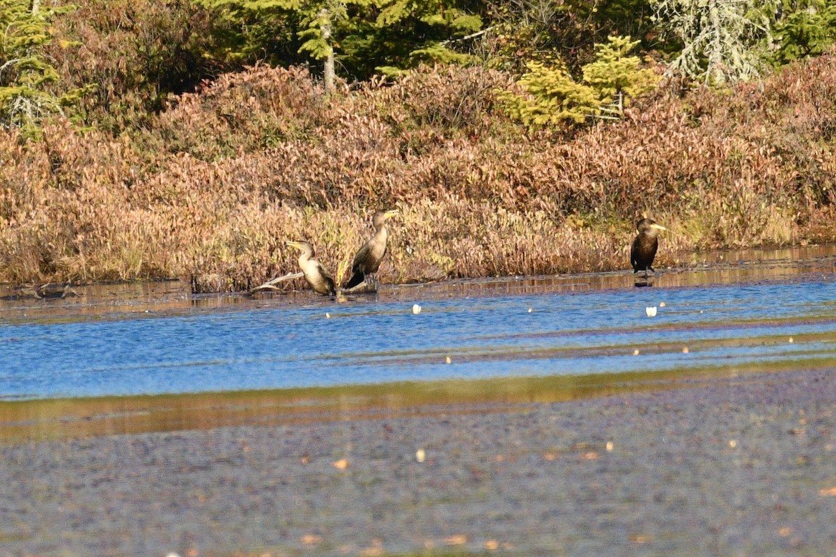 Double-crested Cormorant - ML643521877