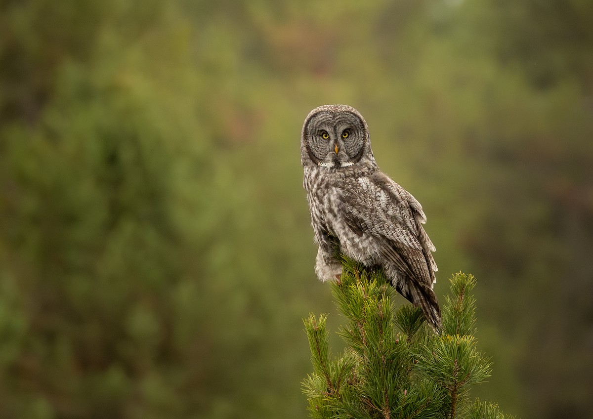 Great Gray Owl - ML643521885