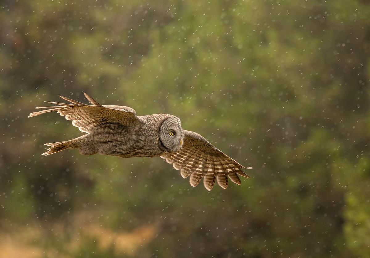 Great Gray Owl - ML643521887