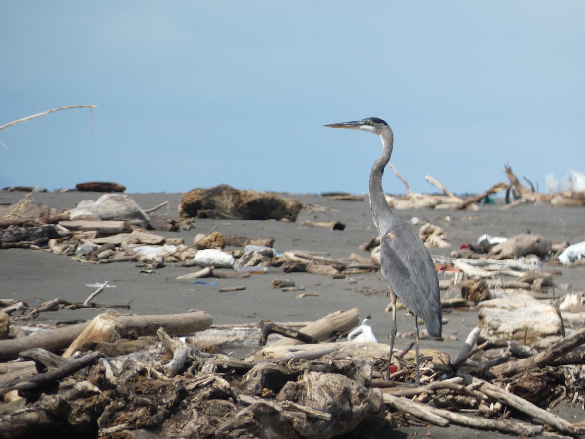 Great Blue Heron - ML643521888