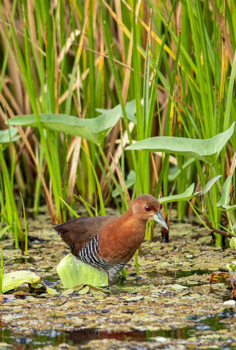 White-throated Crake - ML643521928