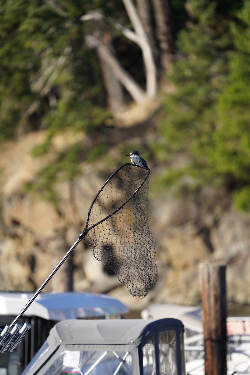 Belted Kingfisher - ML643521934