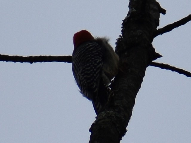 Red-bellied Woodpecker - ML643521966