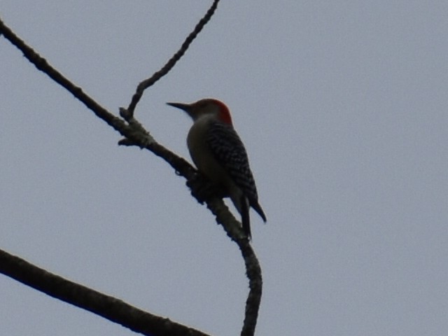 Red-bellied Woodpecker - ML643521967