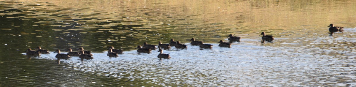 Blue-winged Teal - ML643521970