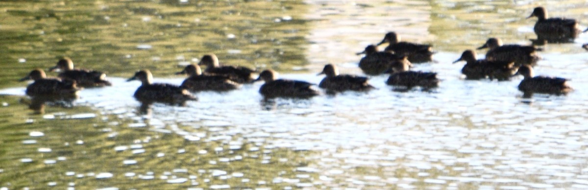 Blue-winged Teal - ML643521972