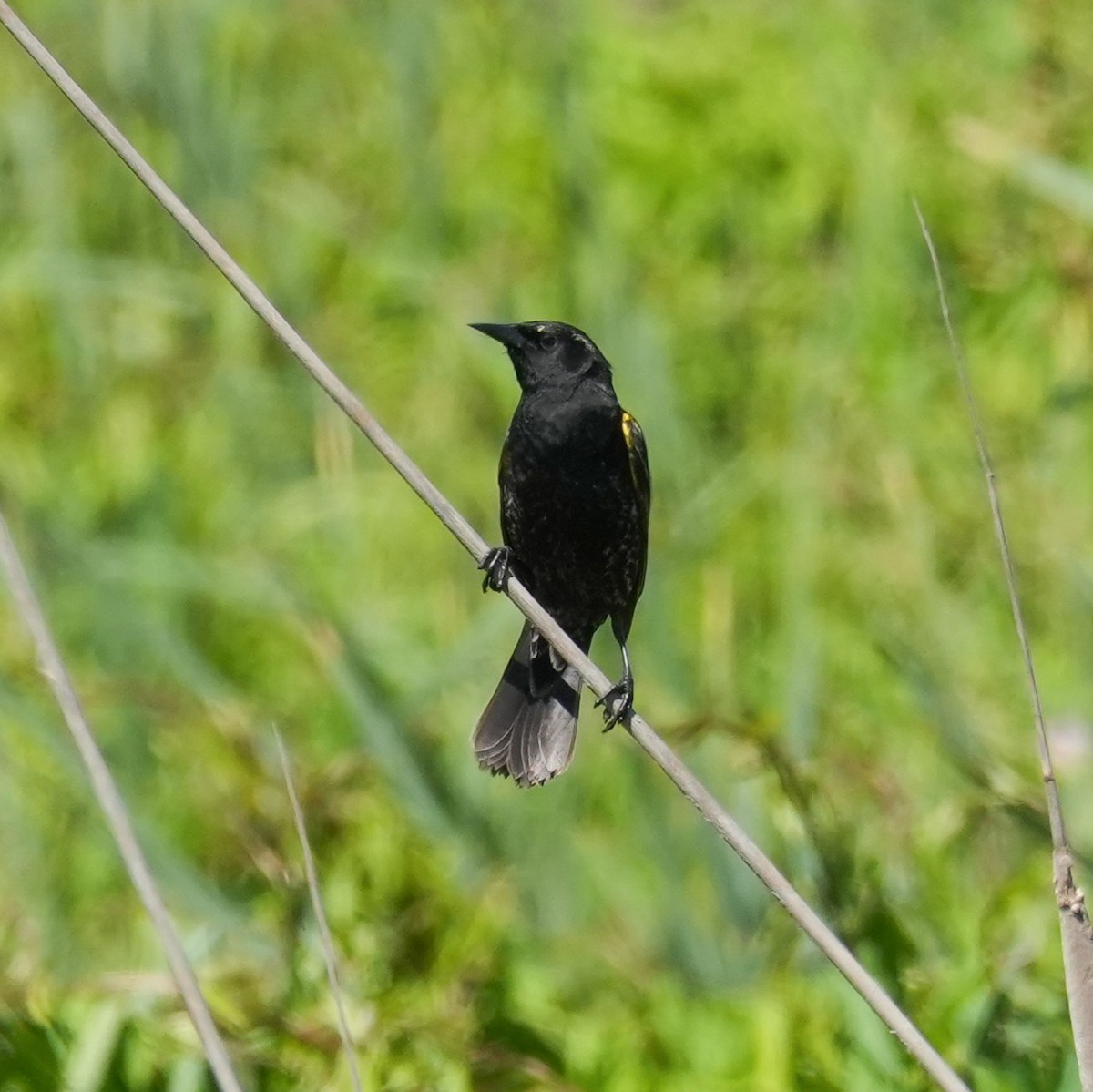 Yellow-winged Blackbird - ML643521973