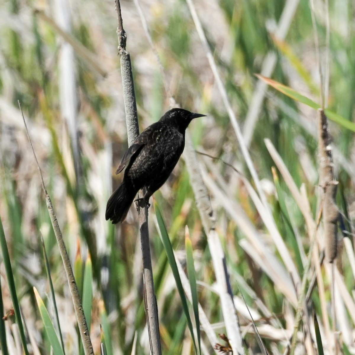 Yellow-winged Blackbird - ML643521975