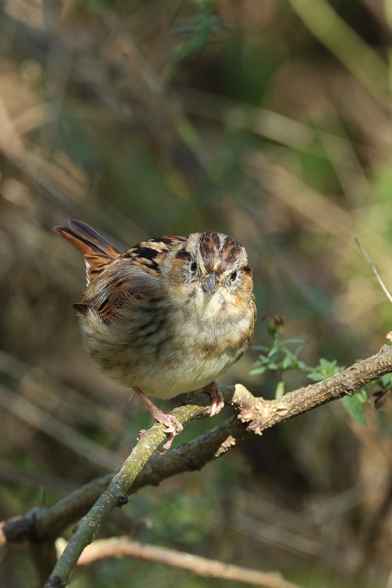 Swamp Sparrow - ML643521979