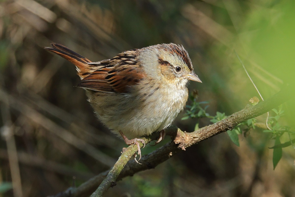 Swamp Sparrow - ML643521980