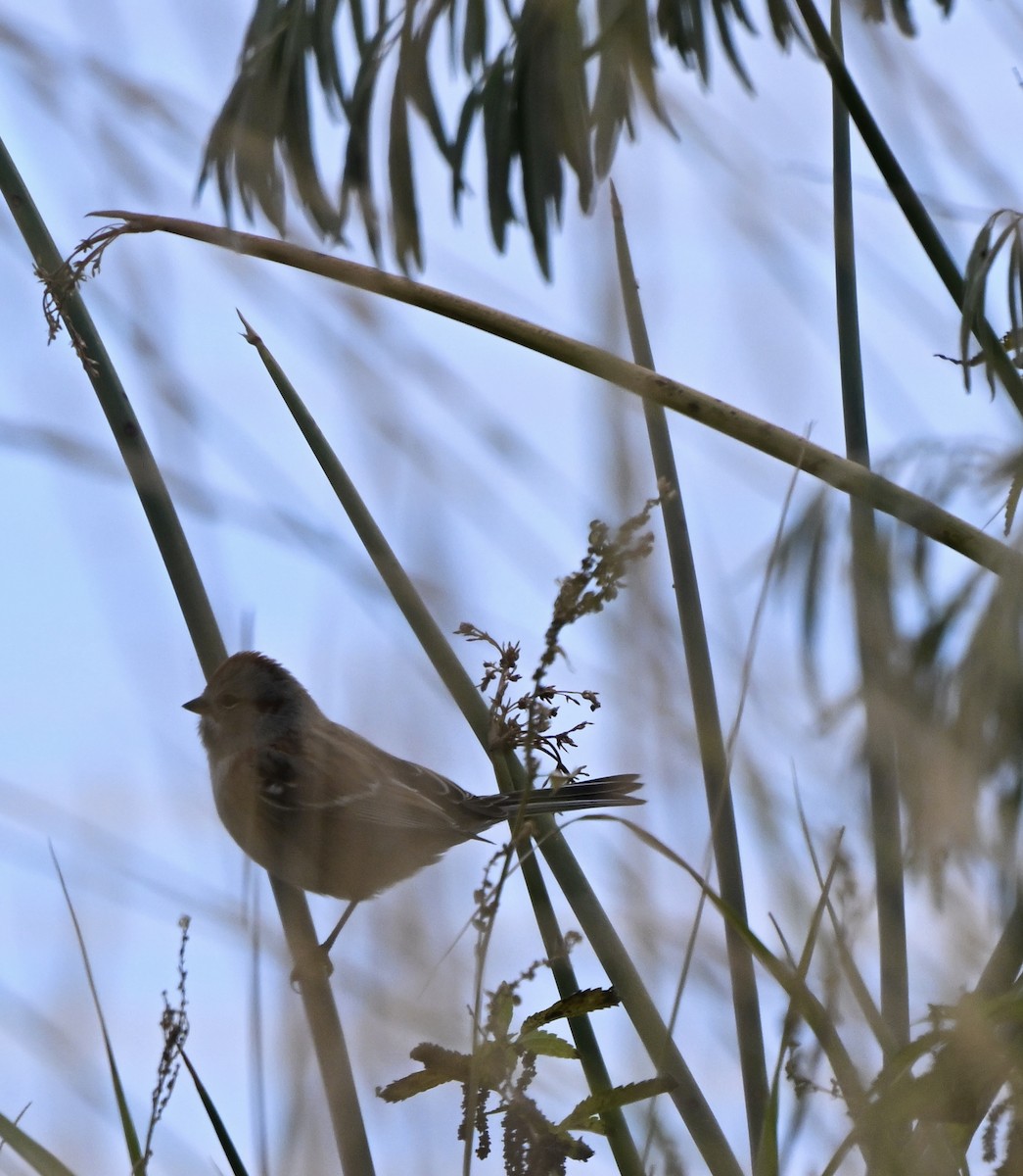 American Tree Sparrow - ML643521983
