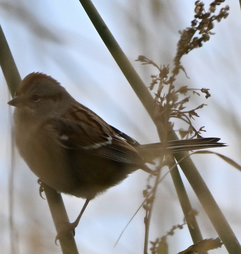 American Tree Sparrow - ML643521984