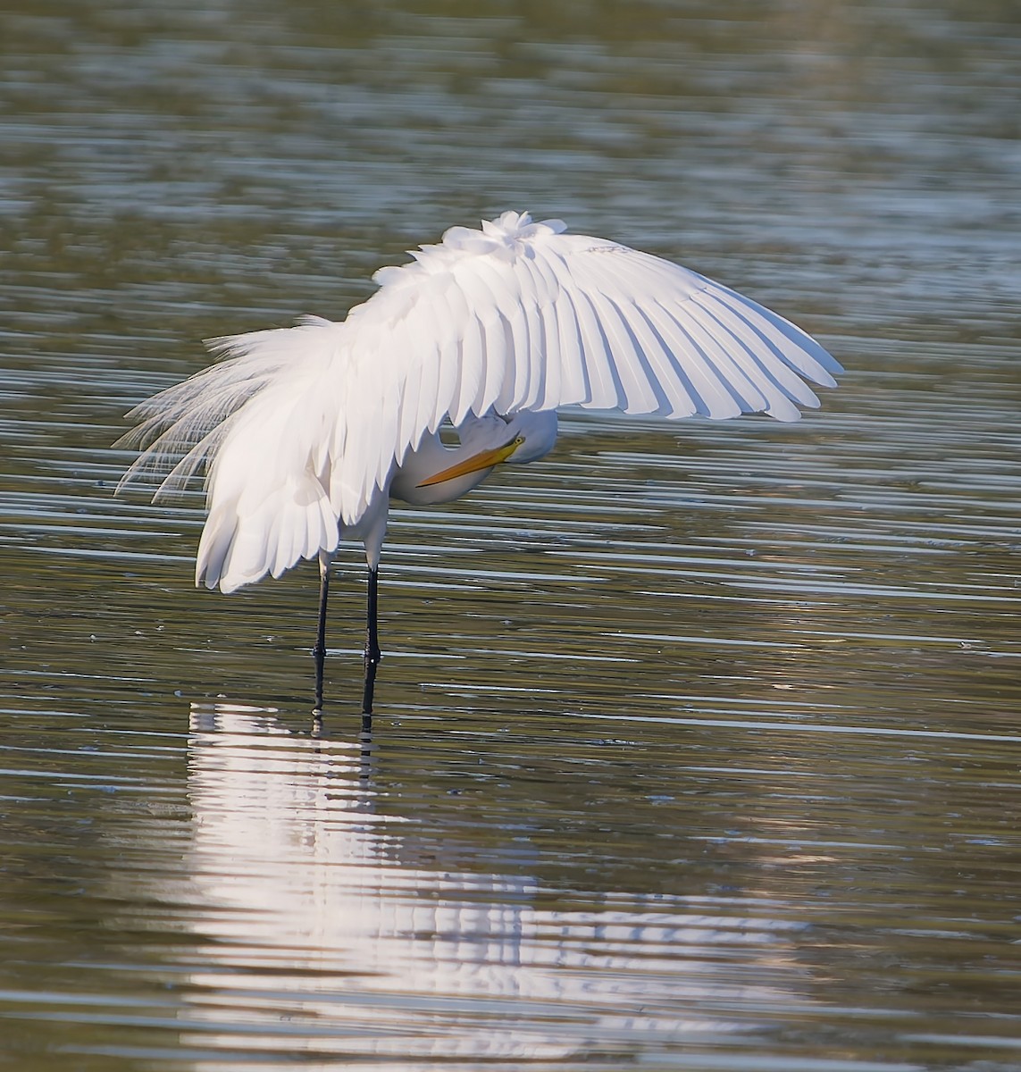 Grande Aigrette - ML643521985