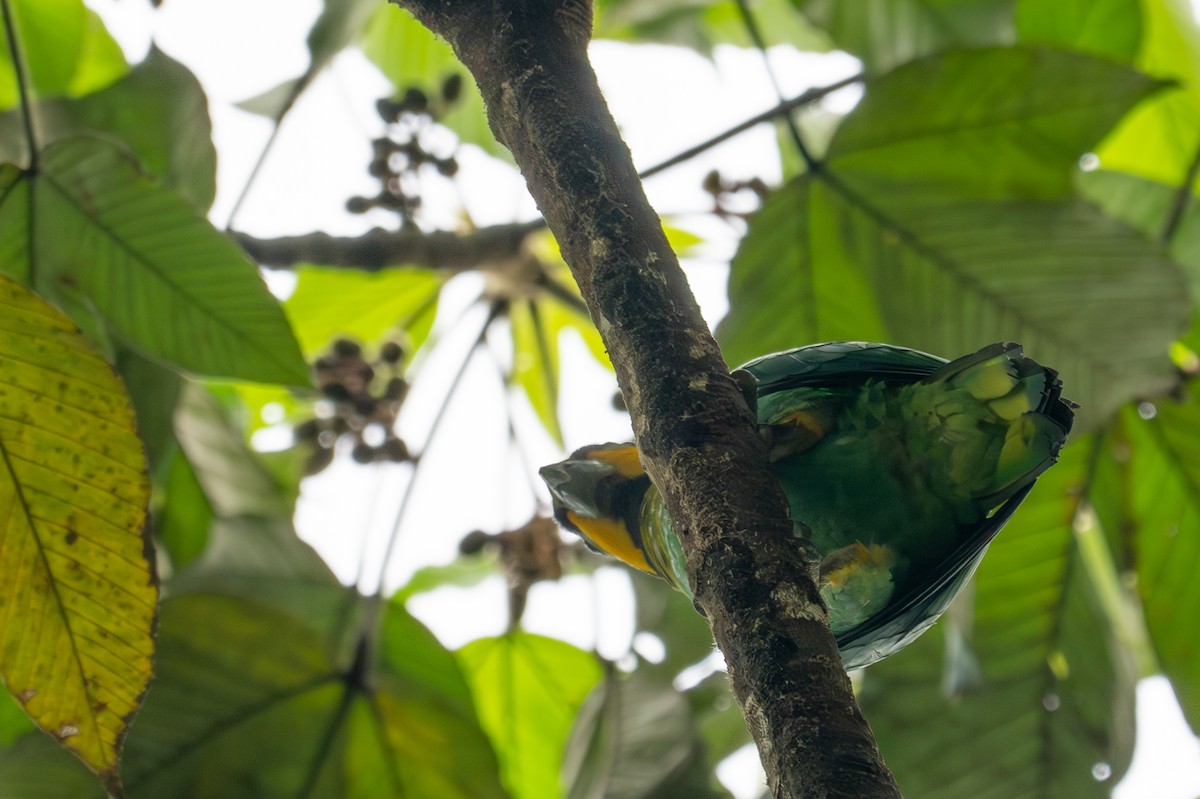 oransjekinnpapegøye - ML643522003