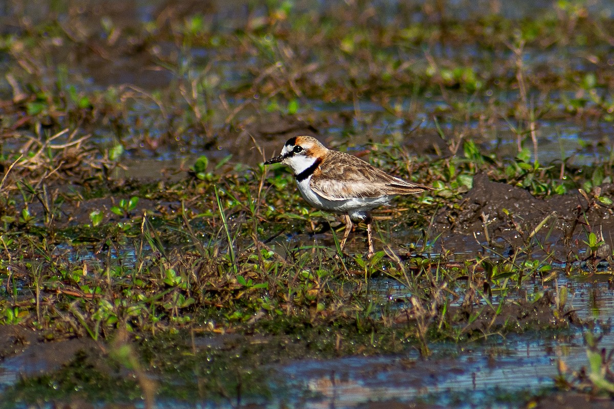Collared Plover - ML643522009