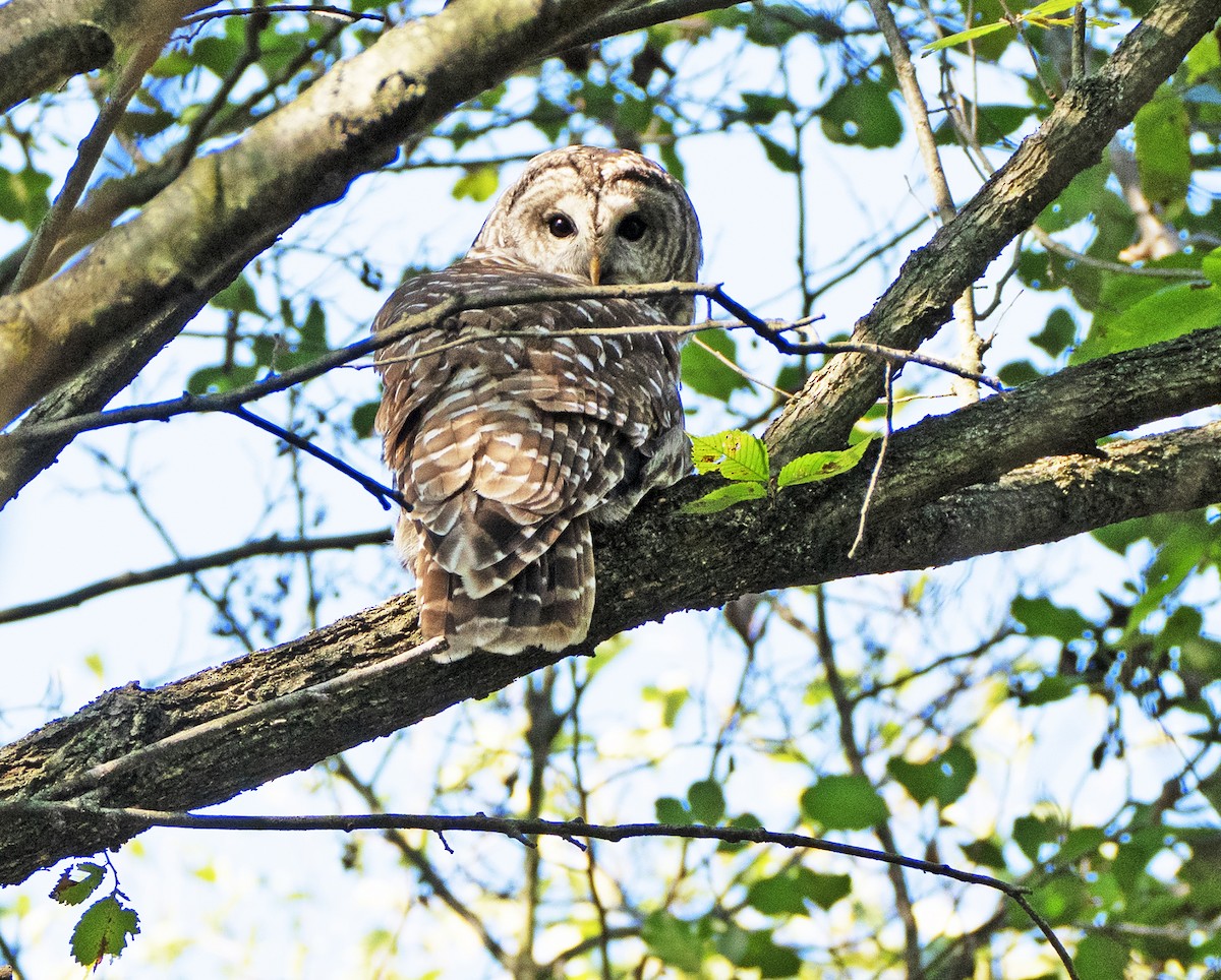 Barred Owl - ML643522025