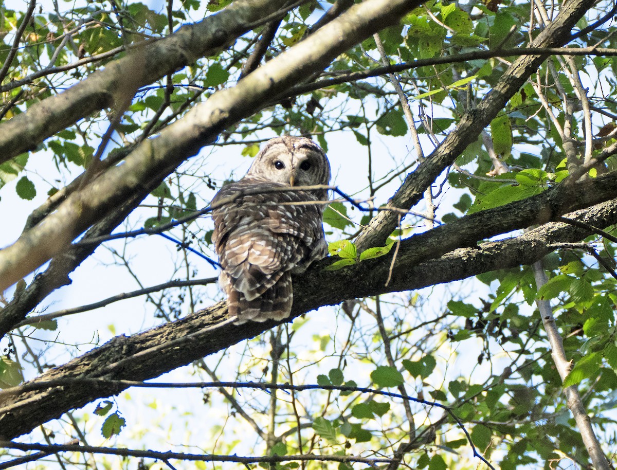 Barred Owl - ML643522026