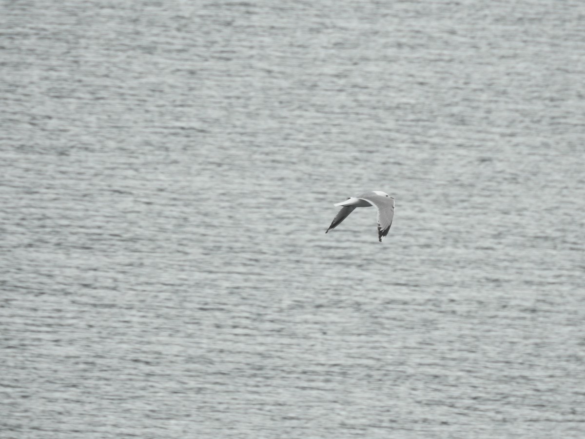 Short-billed Gull - ML643522030