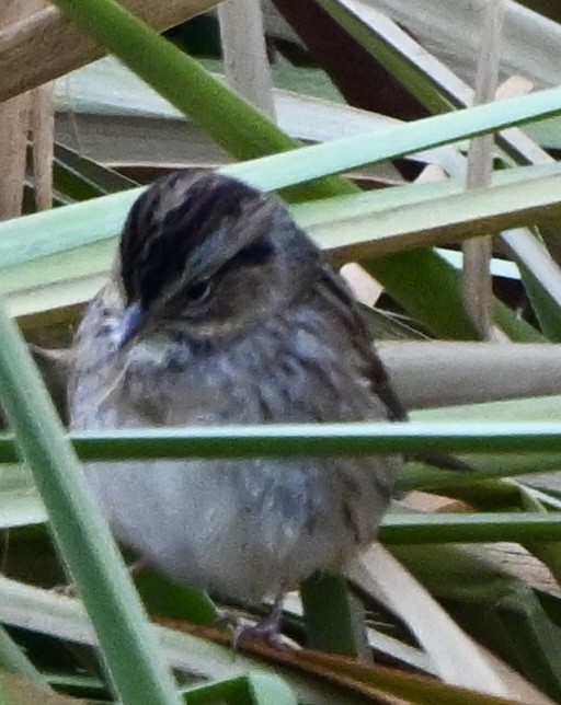 Swamp Sparrow - ML643522037