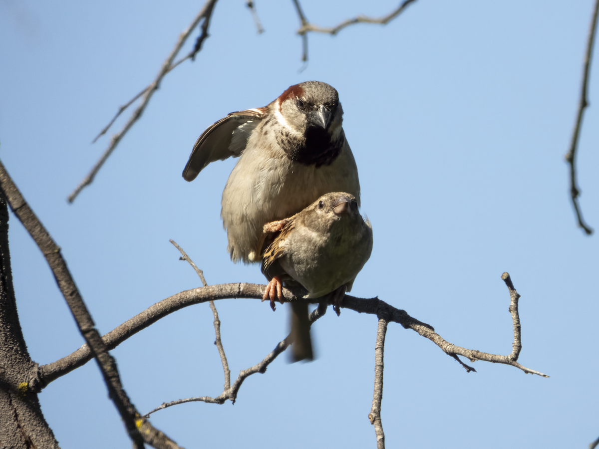House Sparrow - ML643522038